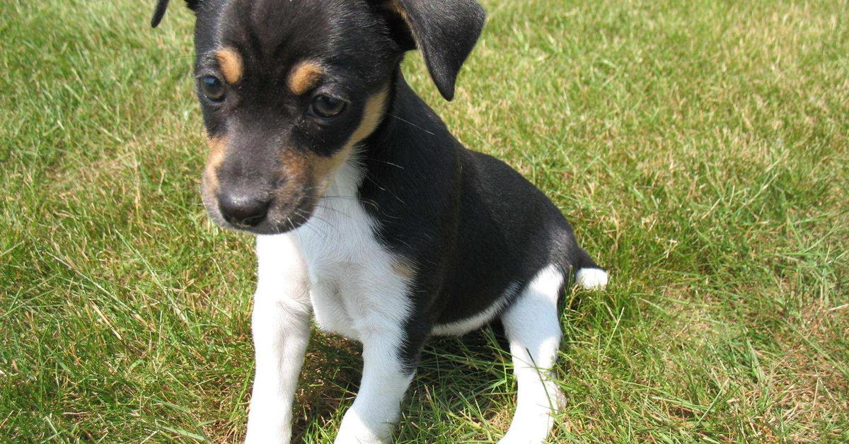 Pictures of Rat Terrier