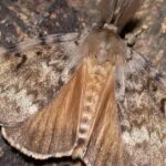 Pictures of Spongy Moth