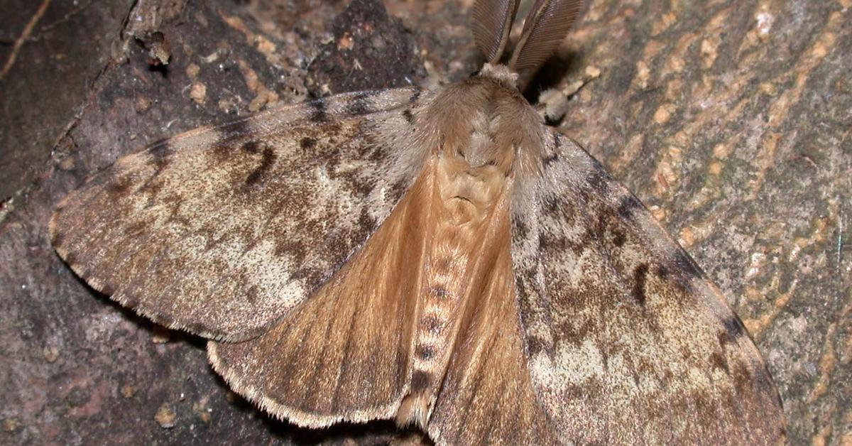 Pictures of Spongy Moth