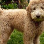 Pictures of Australian Labradoodle