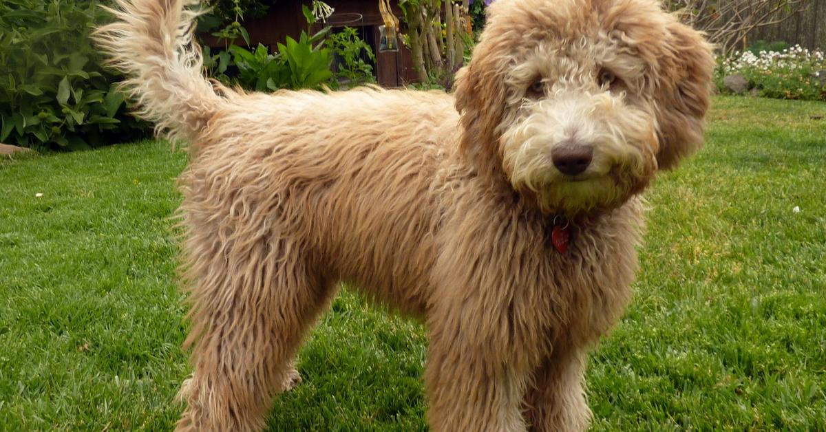 Pictures of Australian Labradoodle