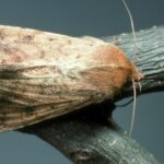 Pictures of Corn Earworm