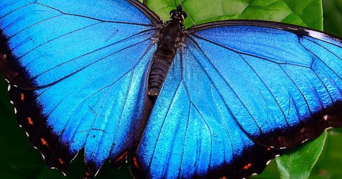 Pictures of Morpho Butterfly