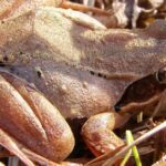 Pictures of Wood Frog