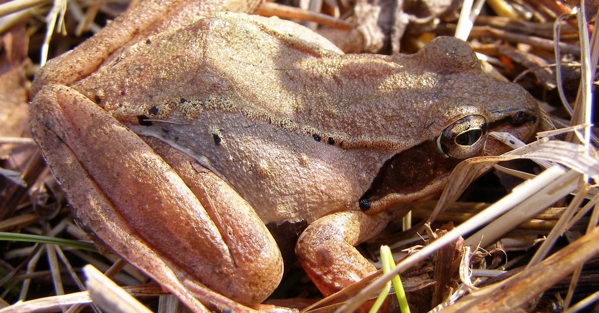 Pictures of Wood Frog