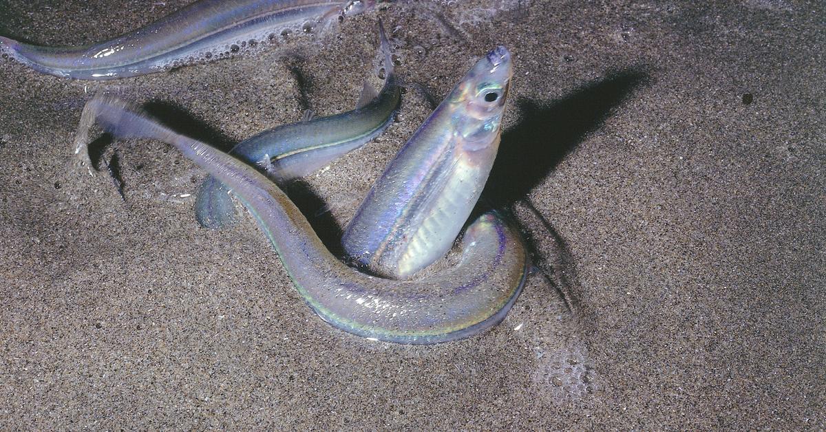 Pictures of Grunion