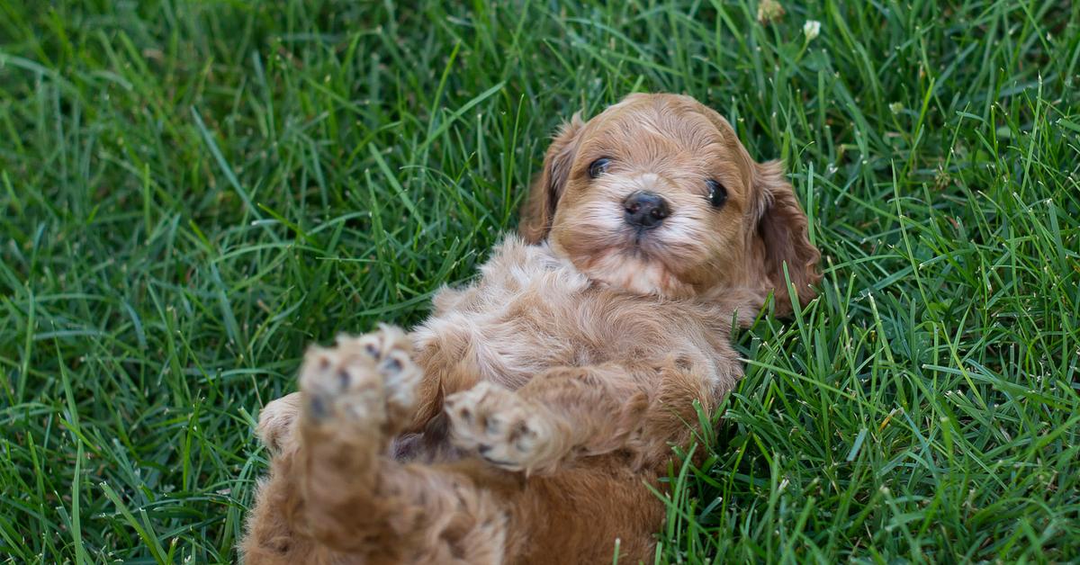 Pictures of Cockapoo