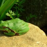 Pictures of Green Tree Frog