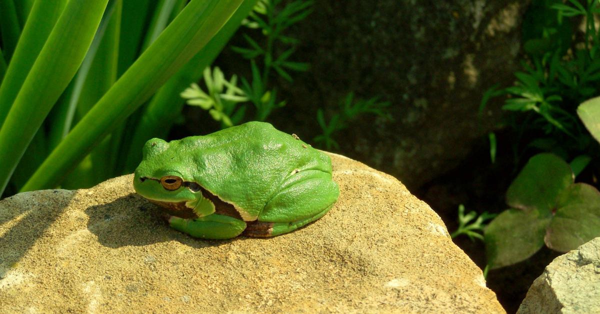 Pictures of Green Tree Frog