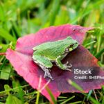 Pictures of Gray Tree Frog