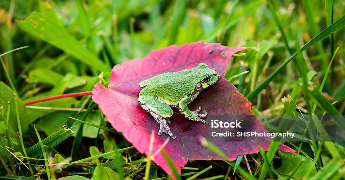 Pictures of Gray Tree Frog