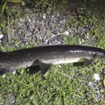 Pictures of Longnose Gar