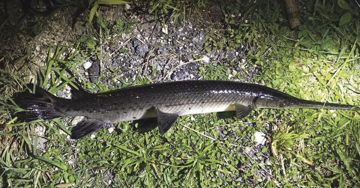 Pictures of Longnose Gar