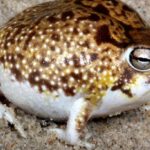 Pictures of Desert Rain Frog