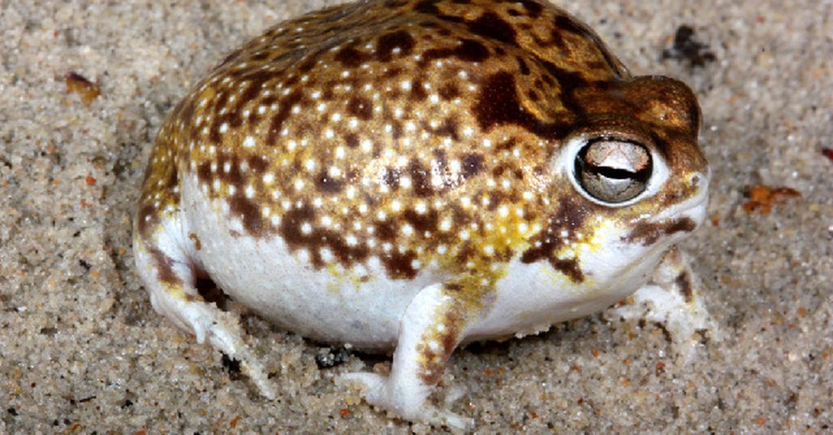 Pictures of Desert Rain Frog