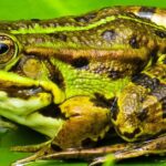 Pictures of African Bullfrog