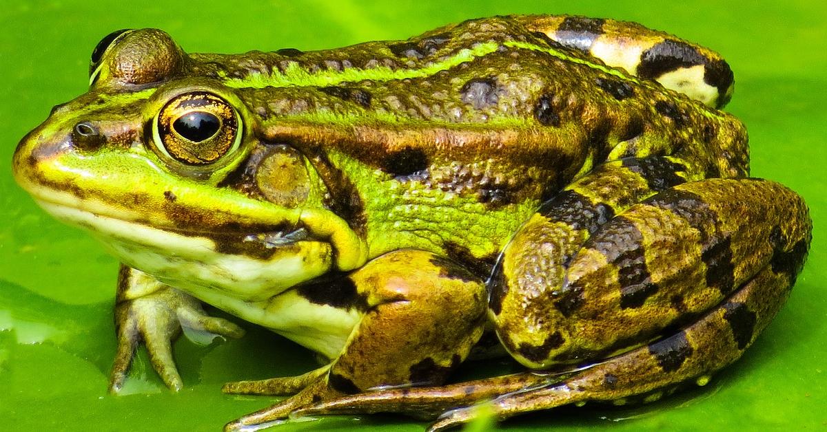 Pictures of African Bullfrog