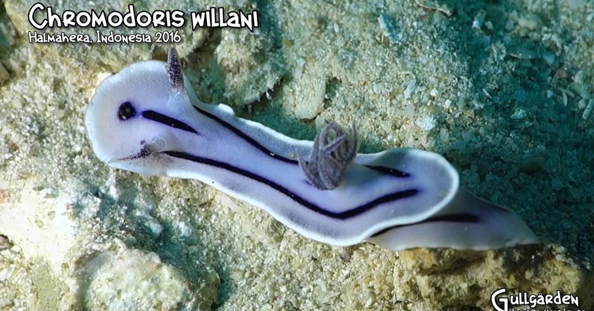 Pictures of Chromodoris Willani