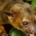 Pictures of Kinkajou