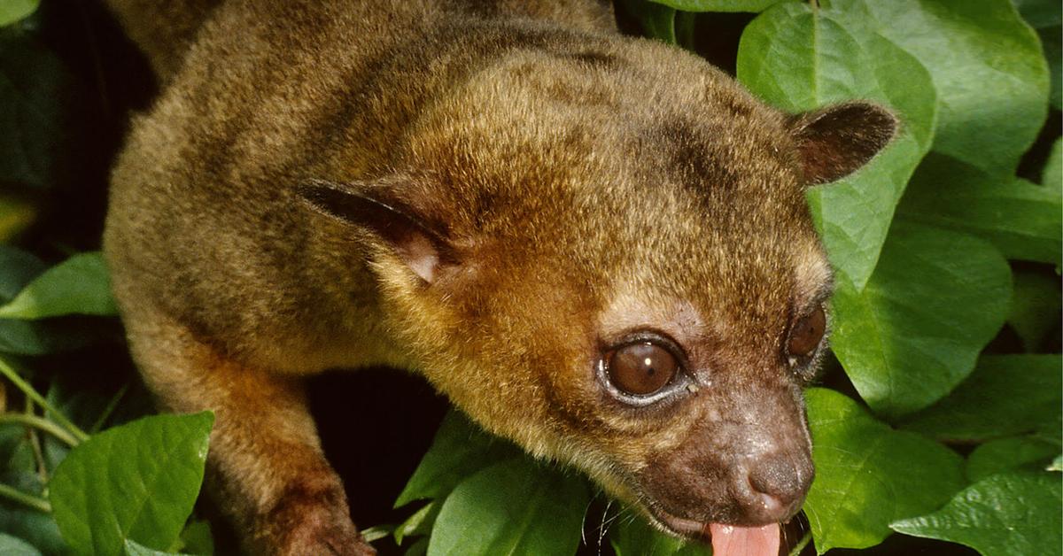 Pictures of Kinkajou