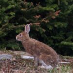 Pictures of Snowshoe Hare