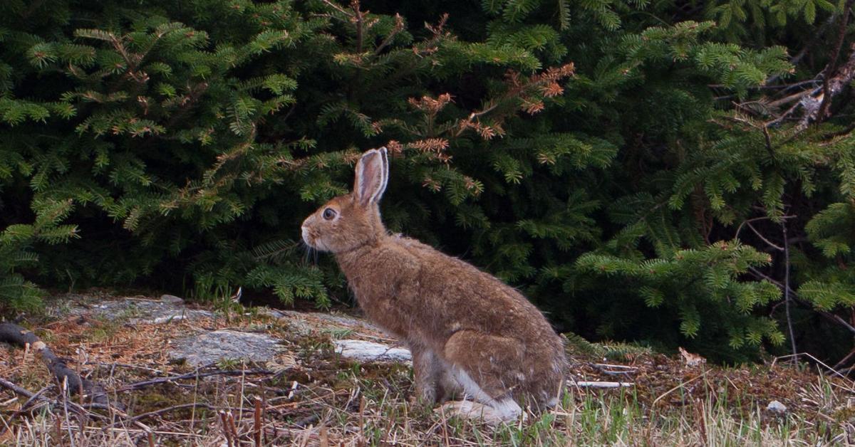 Pictures of Snowshoe Hare