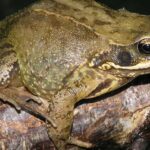 Pictures of Leopard Frog