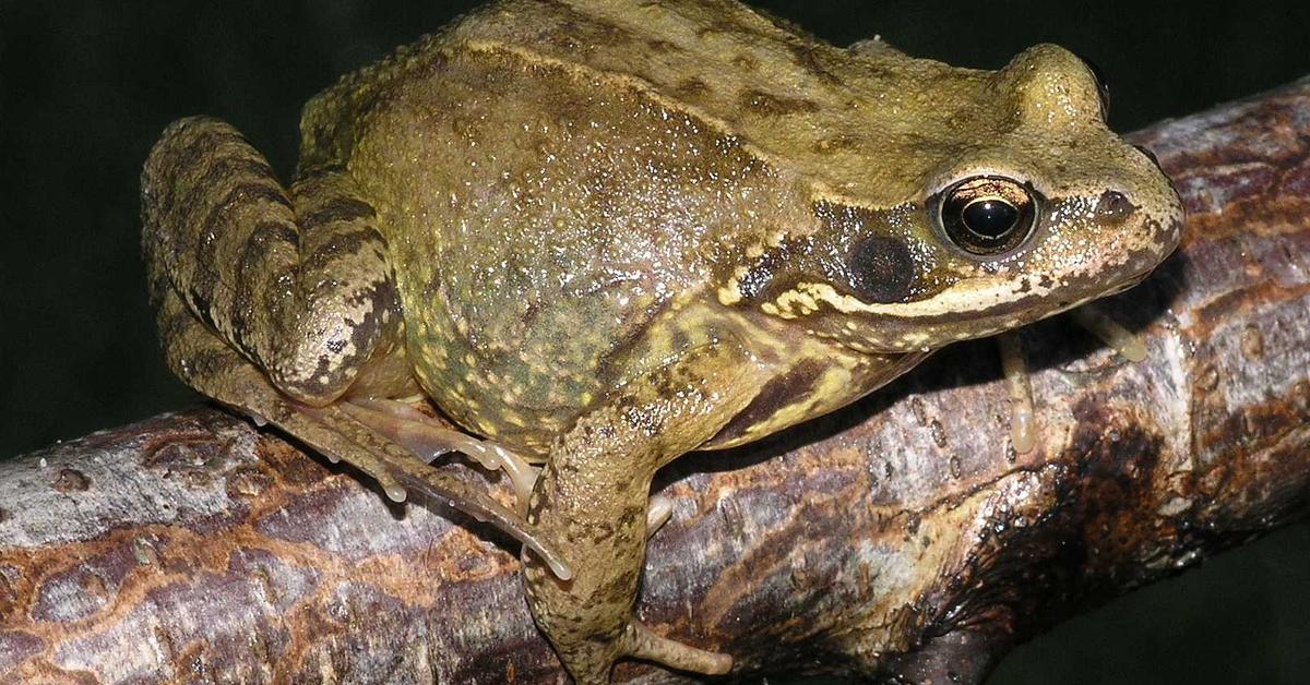 Pictures of Leopard Frog