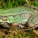 Pictures of Green Frog