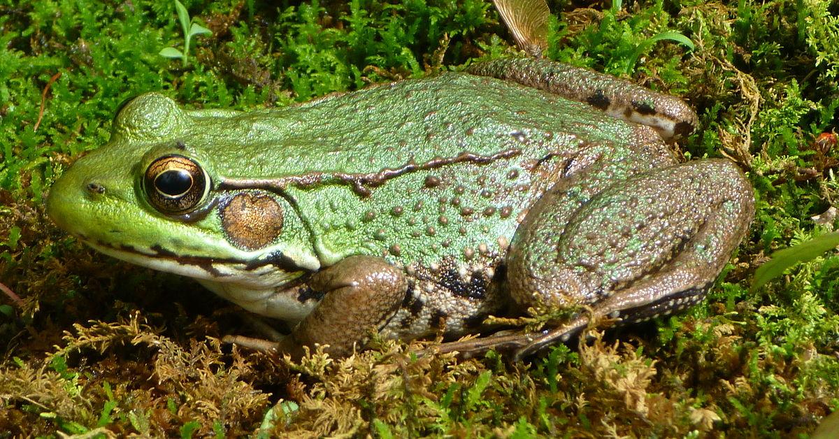 Pictures of Green Frog