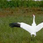 Pictures of Whooping Crane