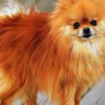 Pictures of Pomeranian