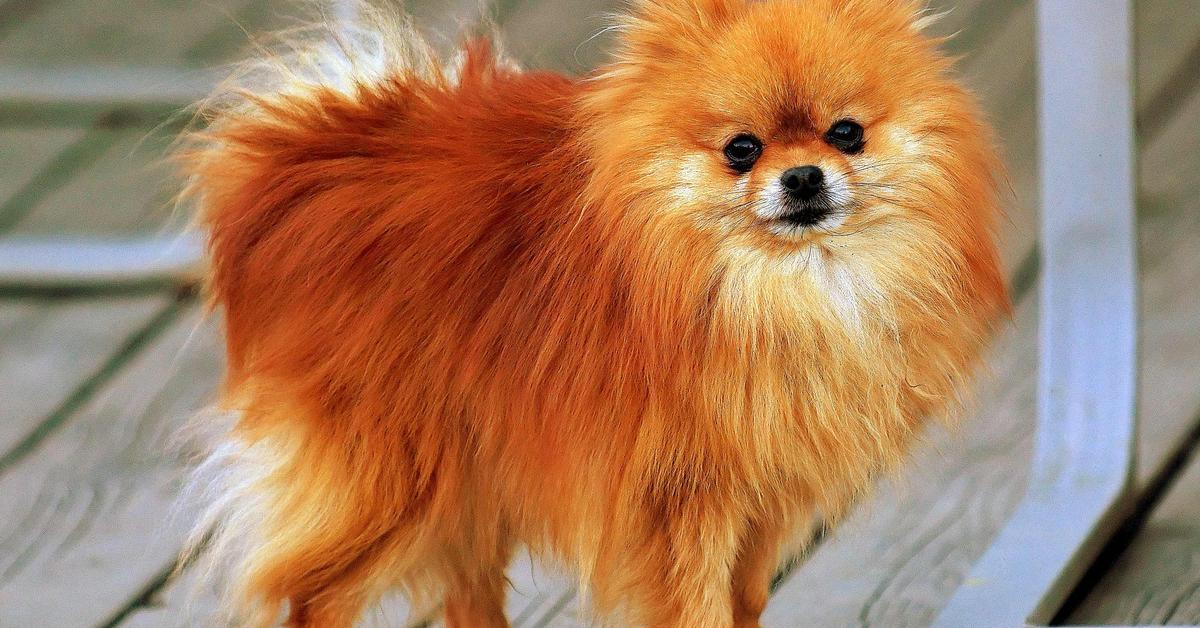 Pictures of Pomeranian