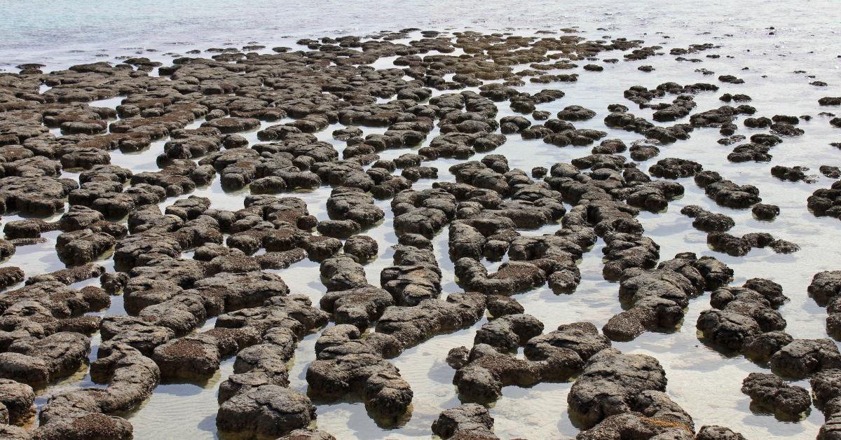 Pictures of Stromatolite