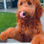 Pictures of Irish Doodle