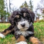 Pictures of Bernedoodle