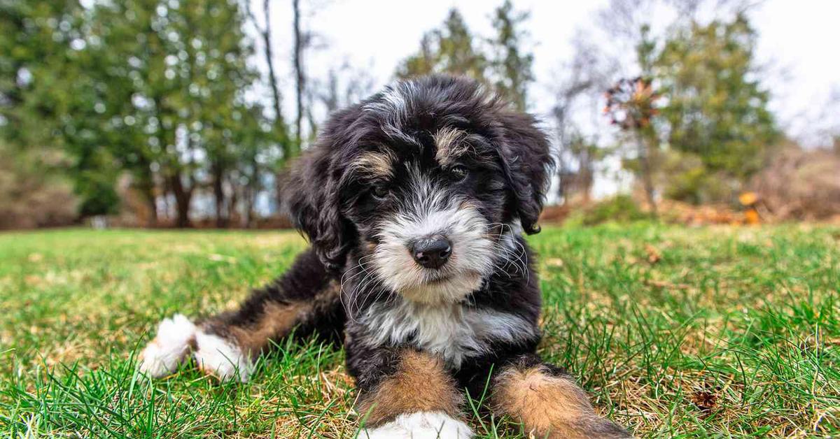 Pictures of Bernedoodle