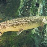 Pictures of Alligator Gar