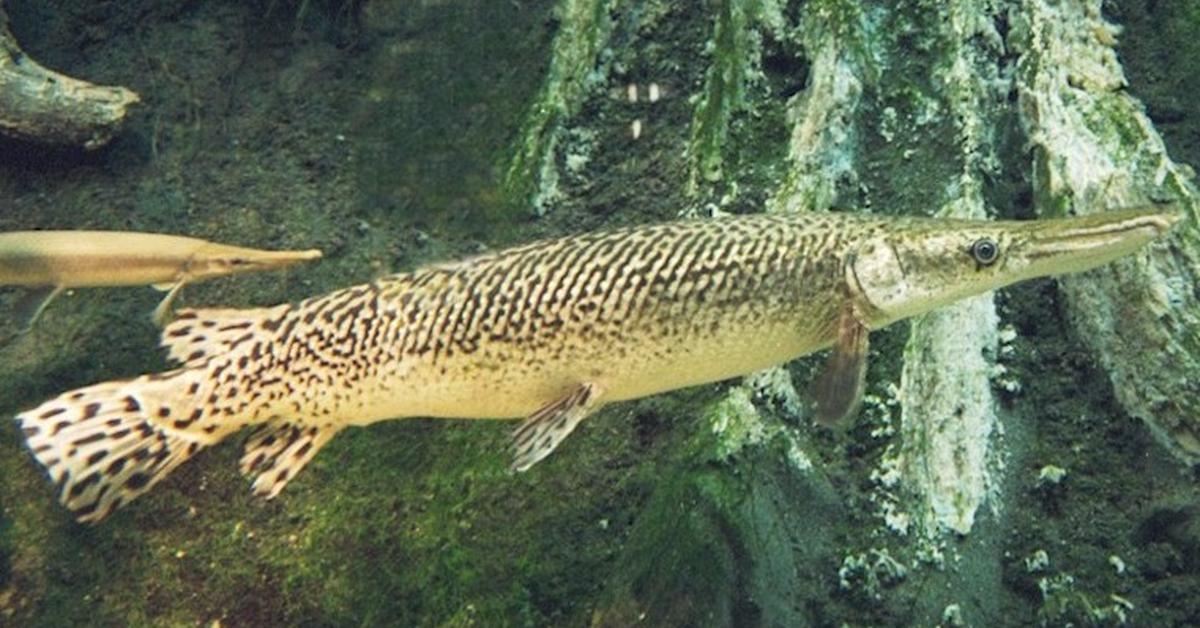 Pictures of Alligator Gar