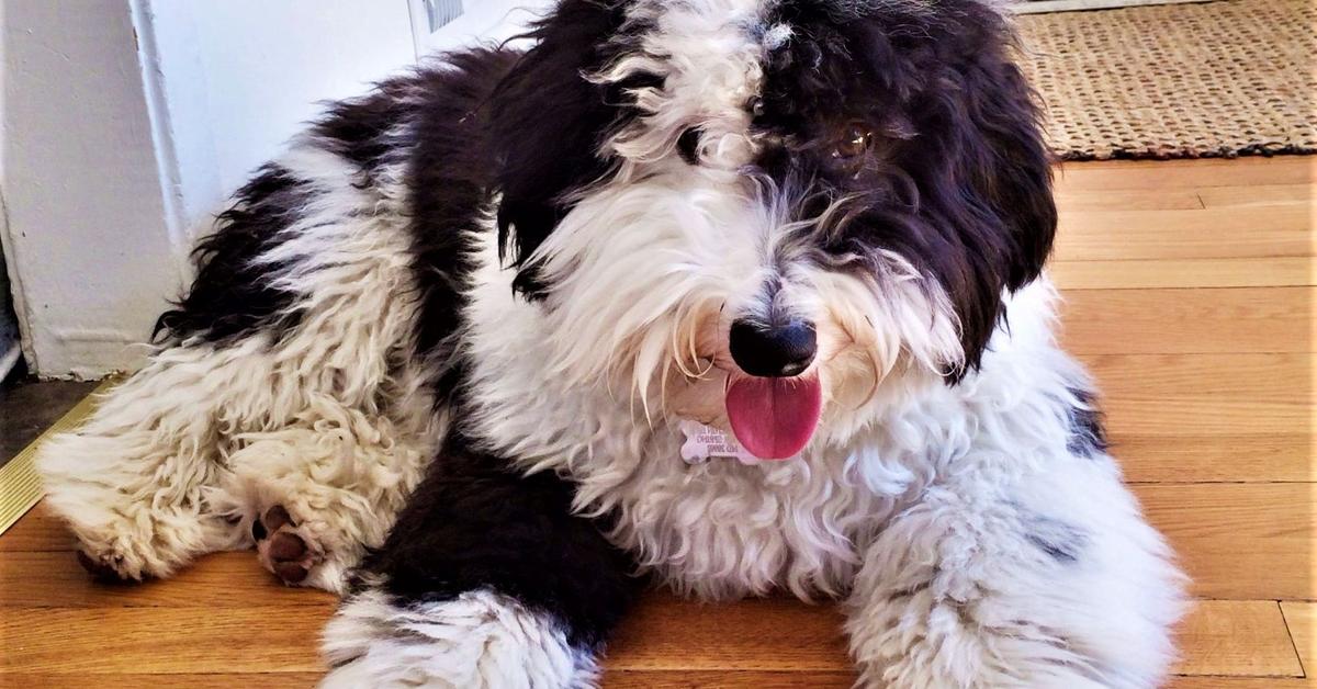 Pictures of Sheepadoodle