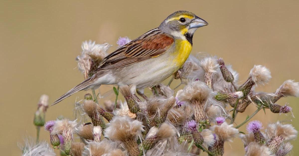 Pictures of Dickcissel