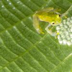 Pictures of Glass Frog