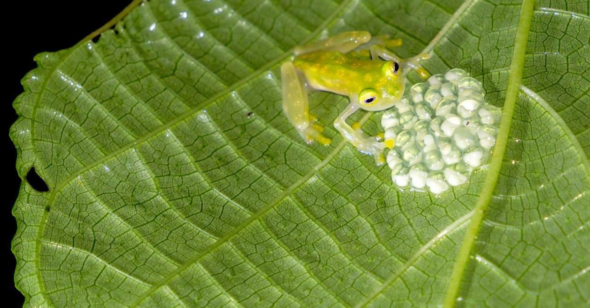 Pictures of Glass Frog