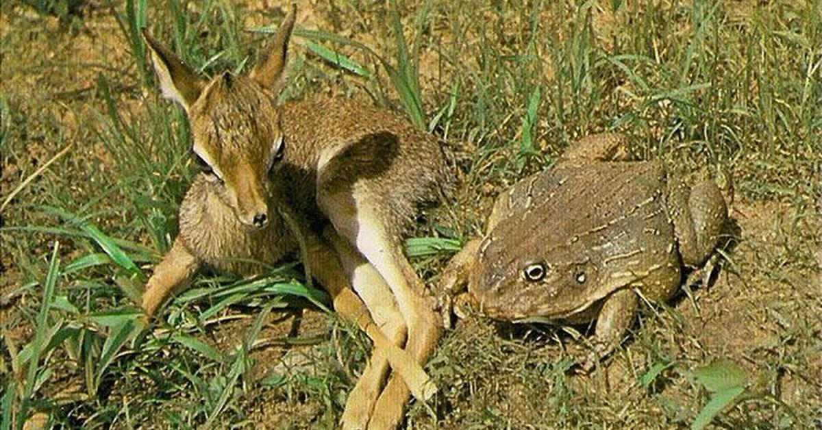 Pictures of Goliath Frog