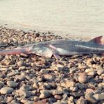 Pictures of Chinese Paddlefish