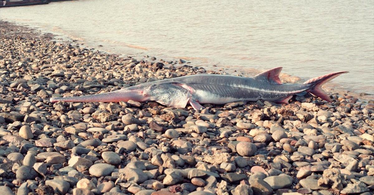 Pictures of Chinese Paddlefish