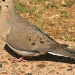 Pictures of Mourning Dove