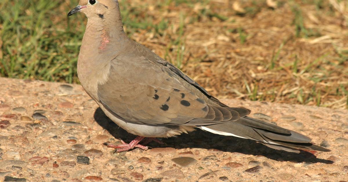 Pictures of Mourning Dove