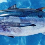 Pictures of Albacore Tuna