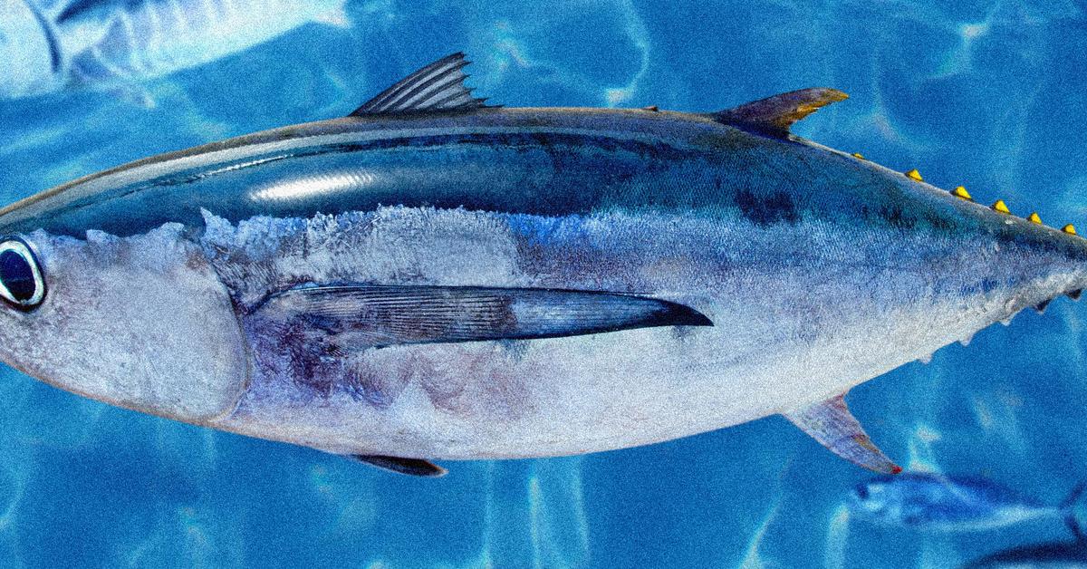 Pictures of Albacore Tuna